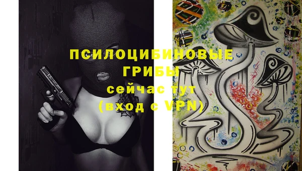 стаф Алзамай
